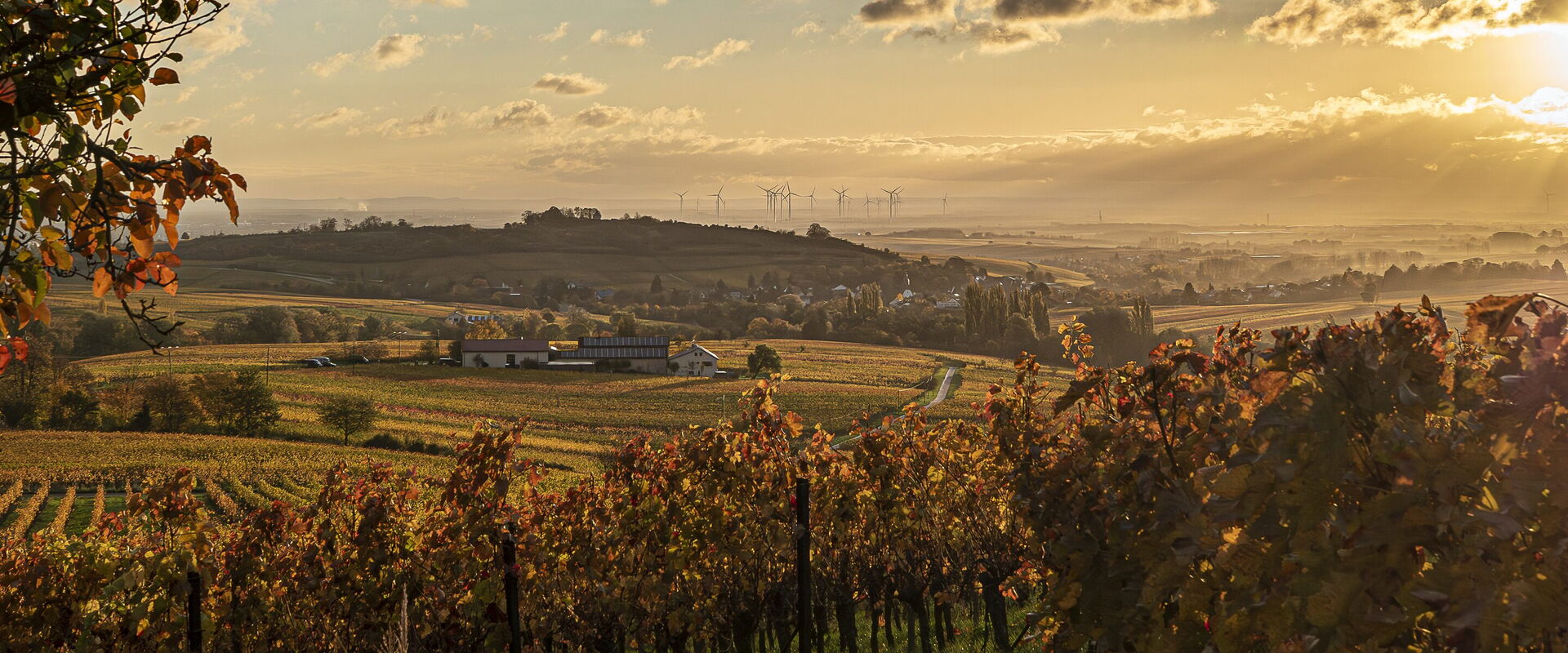 sicht aus der Ferne auf das Weingut inmitten gold gelber weinberge im herbst